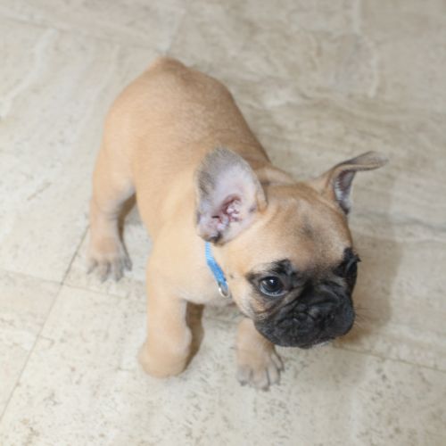 Chiots bouledogue français #7