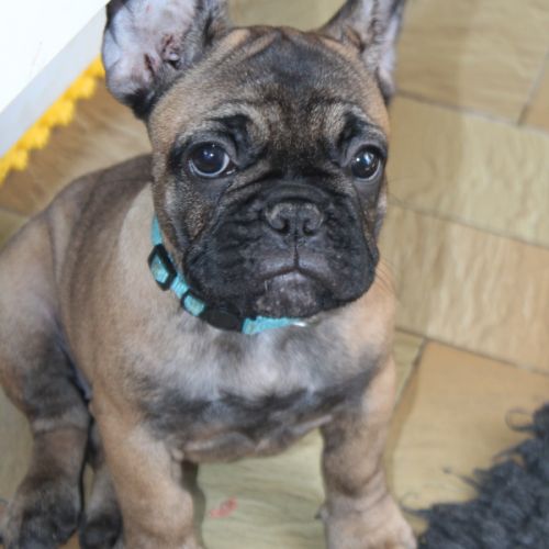 Chiots bouledogue français lof #5