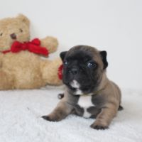Chiots bouledogue français #3