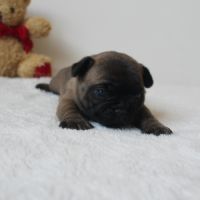 Chiots bouledogue français #4