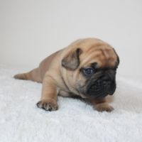 Chiots bouledogue français #5