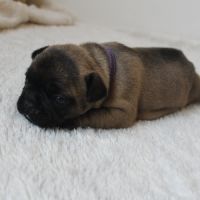 Chiots bouledogue français #6