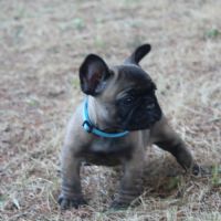 Chiots bouledogue français