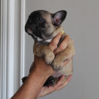 Chiots bouledogue français #4