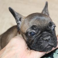 Chiots bouledogue français lof #3