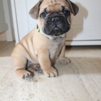 Chiots bouledogue français #6