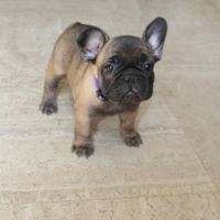 Chiots bouledogue français #8
