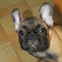Chiots bouledogue français lof