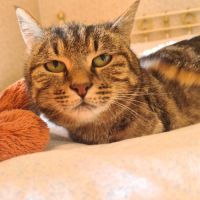 Chatte tri-pattes-olivia #4