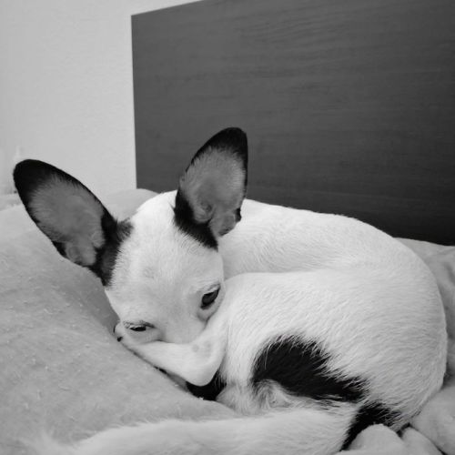 Betsy la douce #1