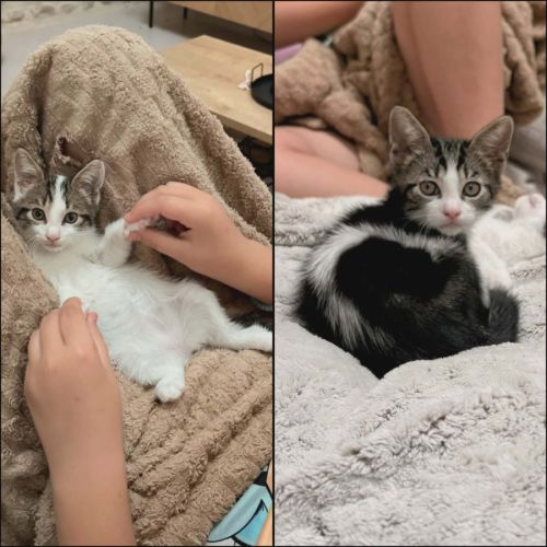 Calinator et light, chatons à l'adoption