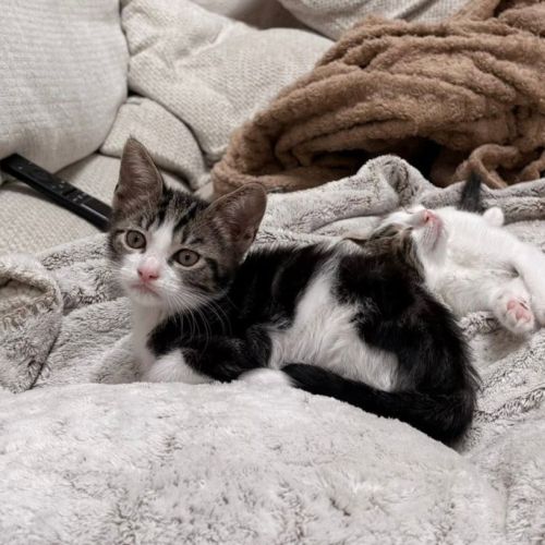Calinator et light, chatons à l'adoption #2
