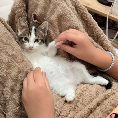 Calinator et light, chatons à l'adoption #3