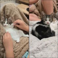Calinator et light, chatons à l'adoption #0