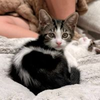 Calinator et light, chatons à l'adoption #4