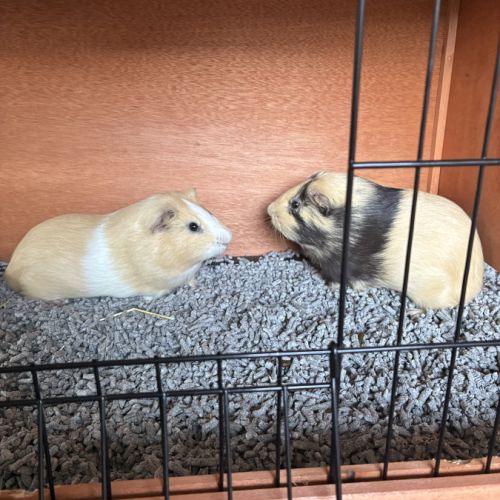 Donne 2 cochons d’inde contre bons soins