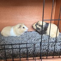 Donne 2 cochons d’inde contre bons soins
