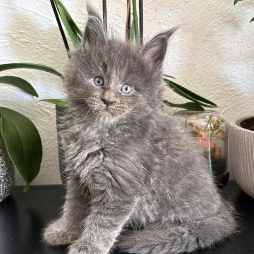 Chaton mâle maine coon #1