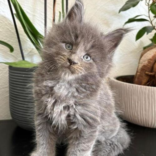 Chaton mâle maine coon #2