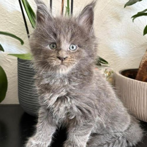 Chaton mâle maine coon #0