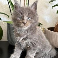 Chaton mâle maine coon