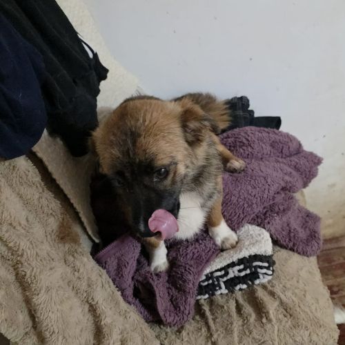 Rosie à l'adoption #1
