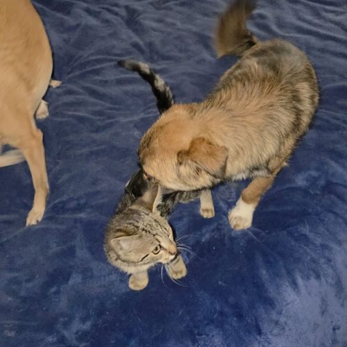 Rosie à l'adoption #4