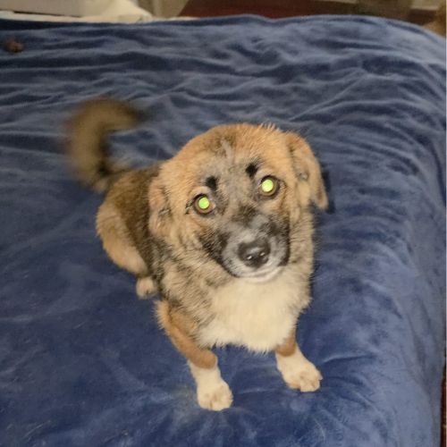 Rosie à l'adoption #6