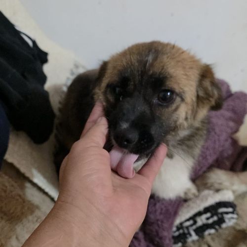Rosie à l'adoption