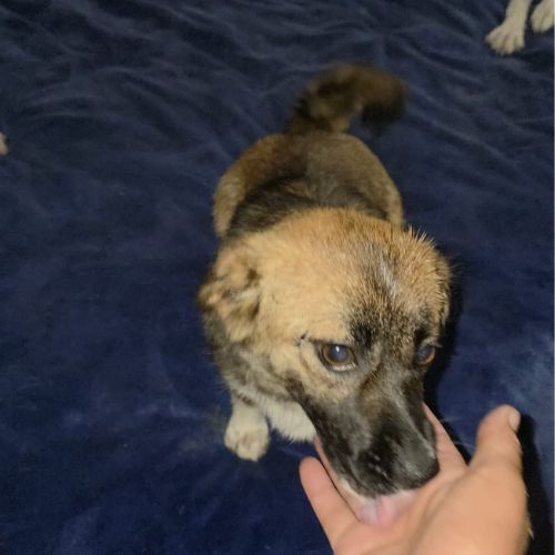 Rosie à l'adoption #8