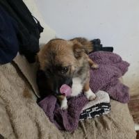 Rosie à l'adoption #1