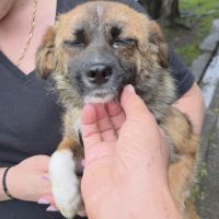 Rosie à l'adoption #2