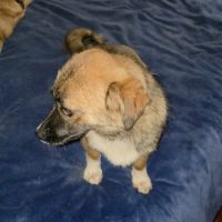 Rosie à l'adoption #3