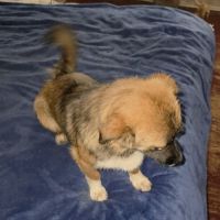 Rosie à l'adoption #5