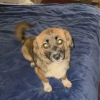 Rosie à l'adoption #6