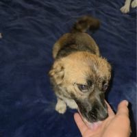 Rosie à l'adoption #8