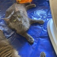 Chaton maine coon lignée russe biélorusse #1