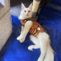Chaton maine coon lignée russe biélorusse