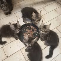 Chatons maine coon males et femelles #1
