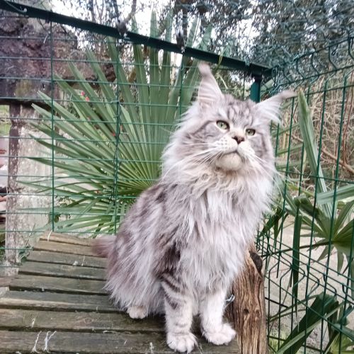 Chatons maine coon males et femelles #2