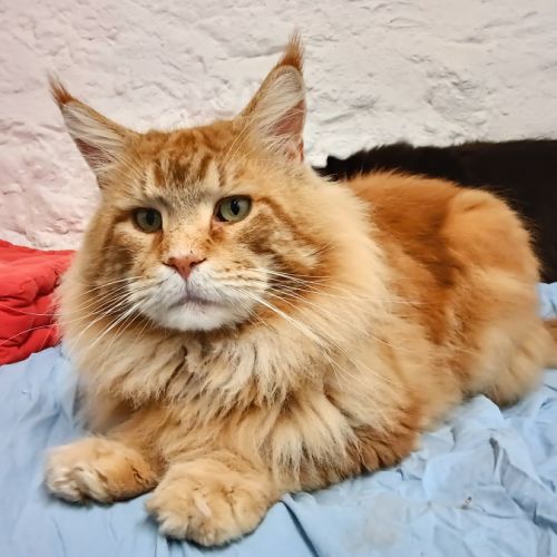 Chatons maine coon males et femelles #0