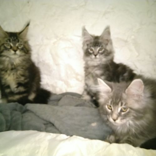 Chatons maine coon males et femelles #5