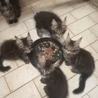 Chatons maine coon males et femelles #1