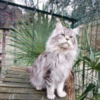 Chatons maine coon males et femelles #2
