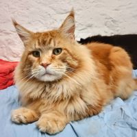 Chatons maine coon males et femelles