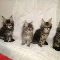 Chatons maine coon males et femelles #4