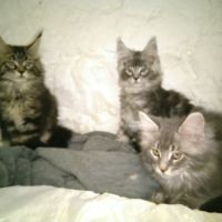 Chatons maine coon males et femelles #5