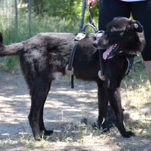 Teken, jeune chien d'1 an doux et équilibré #2