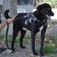 Teken, jeune chien d'1 an doux et équilibré #1