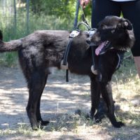 Teken, jeune chien d'1 an doux et équilibré #2